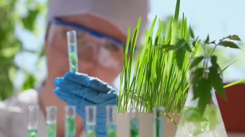 Woman Ecologist Scientist Biologist with Shoots Plants Sprouts Test Tube Liquid Ground Leaf in Lab