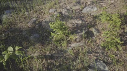 Stomp Copy Space im Naturhintergrund