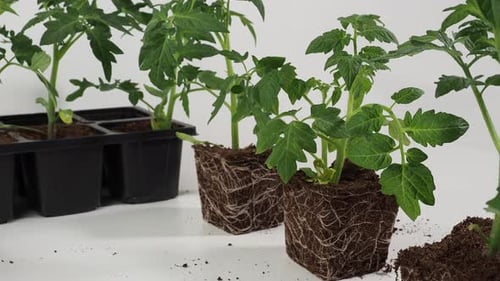 Tomato Plants Ready for Transplanting