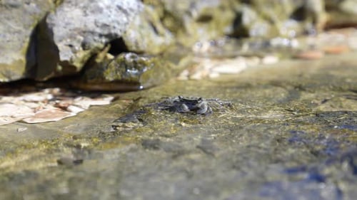 Shallow rock pool in coastal area. Water ripples over small crab.