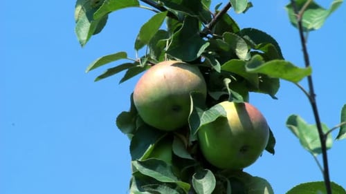 Apples on Branch of Apple Tree at Apple Orchard/Closeup of Apples On