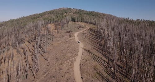 A dirt road winds through a forest with burnt, barren trees on a sunny day, aerial view