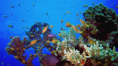 Vibrant Coral Reef Ecosystem with Colorful Fish
