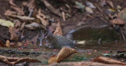 Small Bird Splashing in Water