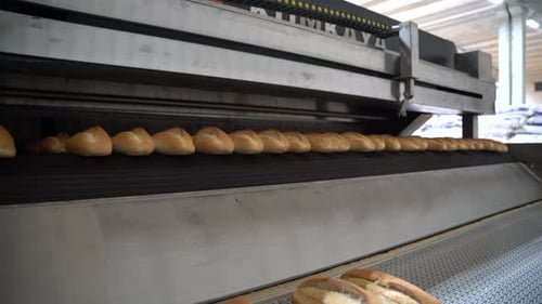 Bread Baked at the Bread Factory Comes Out of the Oven