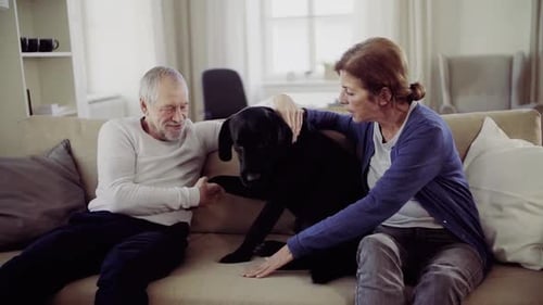 Affectionate senior couple cuddle dog on sofa indoors