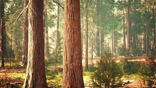 Giant Sequoias in the Giant Forest Grove in the Sequoia National Park