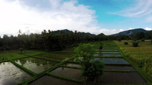Drone aerial shot from Bali island riсe fields, palm trees and mountains