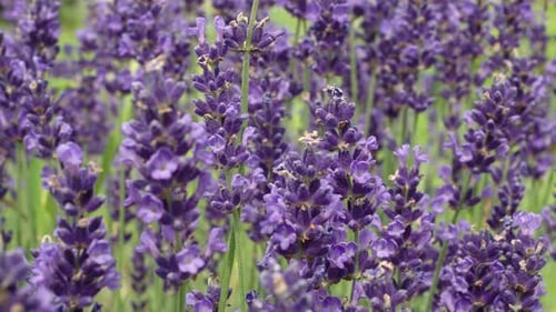 Lavender Field in the summer
