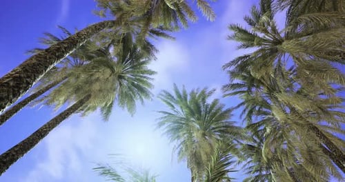 Rotating Tropical Palm Trees and Blue Sky
