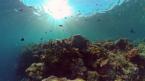 The Underwater World of a Coral Reef