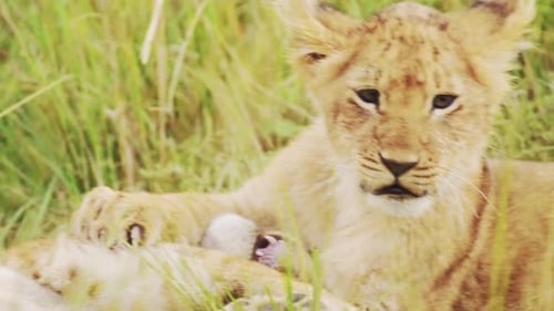 Lion Cubs Playing in Africa, Funny Baby Animals of Cute Young Lions in Grass on African Wildlife Saf