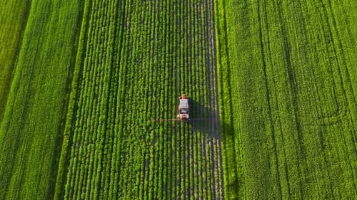 Top View of Tractor Spraying Fertilizer on Rapeseed Field