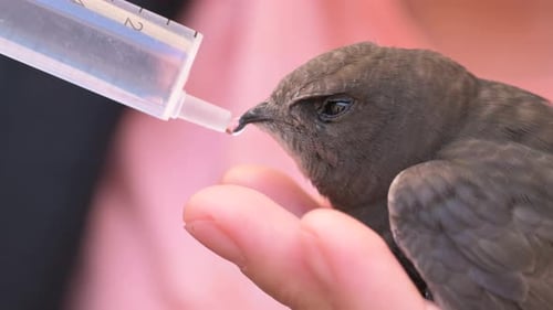 Close Up of Bird Being Fed Water