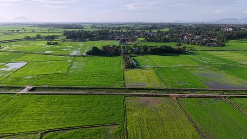 Aerial Nature Paddy Field Green Rice Plantation Drone Footage