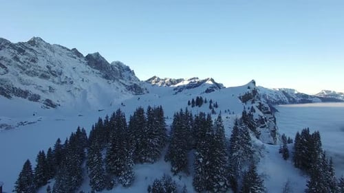 Snow Covered Forest Landscape Scenery in Winter Season