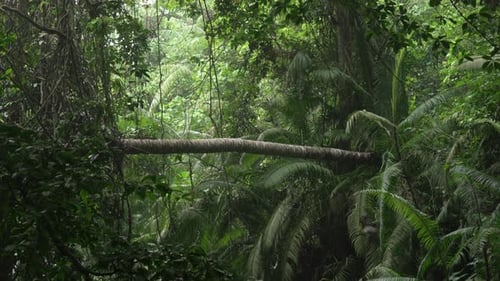 Tropical jungle dense canopy nature leaves forest rainforest fallen tree trunk