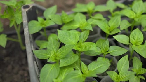 Nurturing Nature Vibrant Seedlings and Vegetables in the Garden PEPPER SEEDLINGS