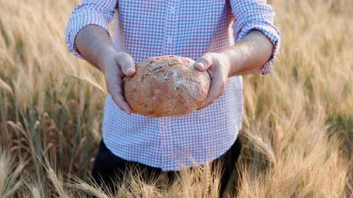 The Farmer is Holding a Fresh Loaf of Bread in the Wheat Field