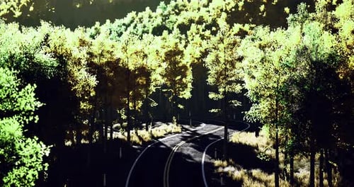 Winding Road Through Vibrant Forest Landscape During Golden Hour