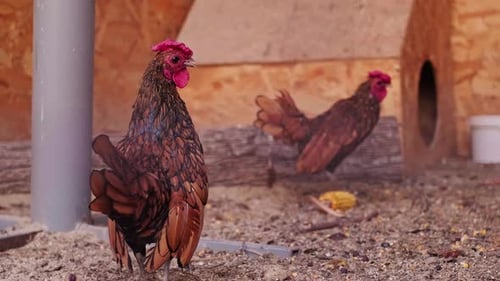 Close-up of a rooster's head with a red comb, raised in a cage for poultry farming and domestic bird