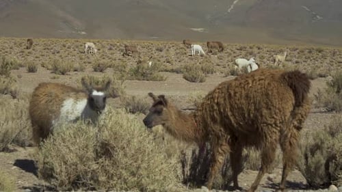 LLamas on Ruta "40" from South to North Argentina. The llama (Lama Glama) is a domesticated South A