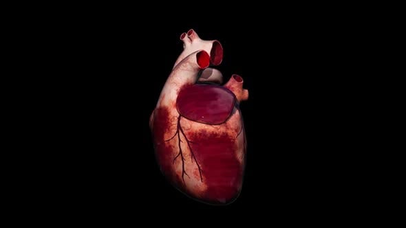 3D Animated Human Heart Beating and Rotating Medical Visualization ...