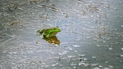Green Frog - 4K