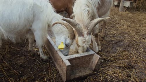 Goats Eating from Trough on Rural Farm