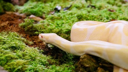 Slithering snake in slow motion crawling over lush green moss, showcasing nature's beauty