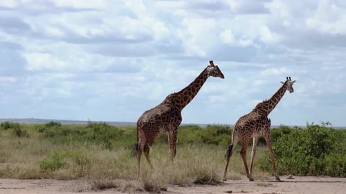 giraffes standing together in grassy African savannah under cloudy sky
