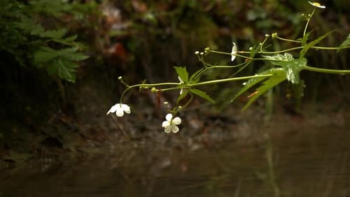 A small flower. Filmed in the rain in a forest with a stream. A tranquil atmosphere.