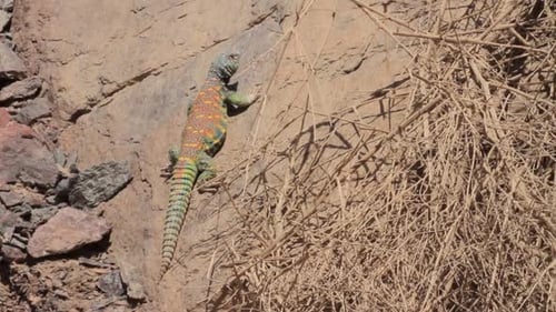 Colorful Lizard Resting on Desert Rock Face