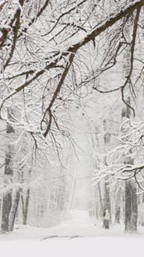 It is Snowing Heavily in the Park Large Flakes of Snow are Slowly Falling on Tree Branches People