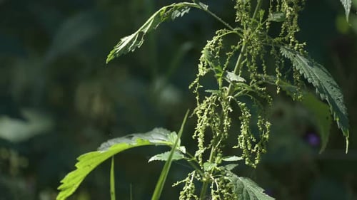 Une plante d'ortie piquante sur le fond flou.