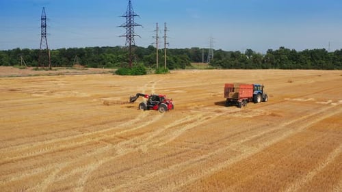 Farm aerial harvesting by combine. Golden agricultural golden combine harvesting.