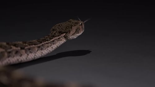 Close Up of Snake Head on Dark Background