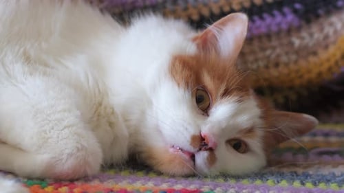 Close-up of an old cat's muzzle