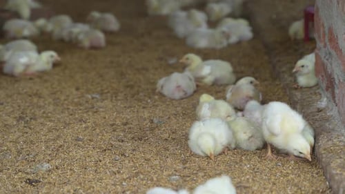 There are baby chickens in the poultry farm.