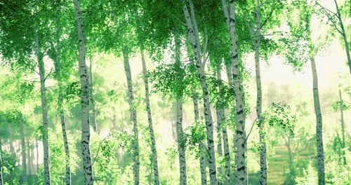 Birch Forest in Soft Morning Light Creates a Tranquil Atmosphere