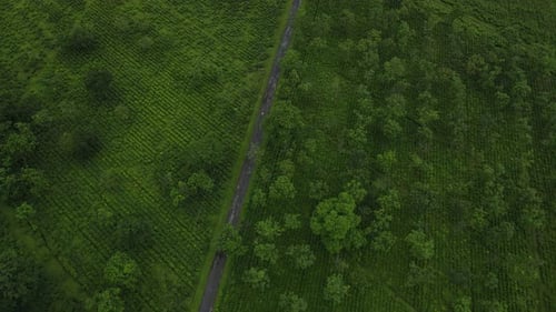 Aerial drone shot of a tea estate situated in bengal. The biggest tea garden in india.