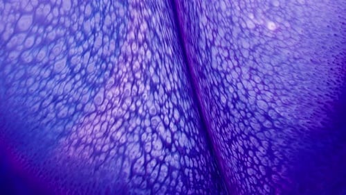 Diffusion de peinture à encre colorée abstraite 80