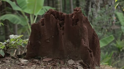 Close up zoom in shot of termite mound in countryside. Static, low POV