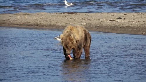 Brown Bear Eating Fish in River