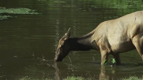 Canadian Wildlife - Majestic deer walking along the banks of a river