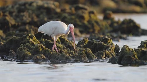 White Ibis Feeding in Rocky Reef