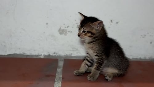 Cute cat beside a wall.