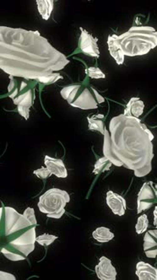 White Falling Roses On Black Background