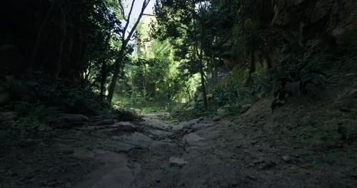 Lush Forest Pathway Leading to a Vibrant Green Landscape During Daylight
