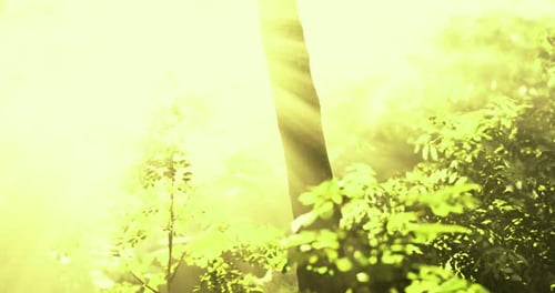 Sunlight Filtering Through Leaves in a Vibrant Green Forest Setting